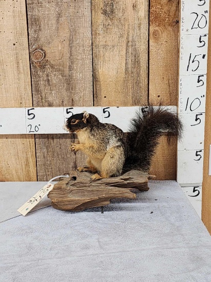 Fox Squirrel Full Body Taxidermy Mount