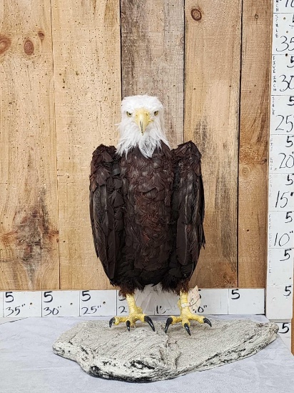100% Reproduction Bald Eagle Full Body Bird Taxidermy