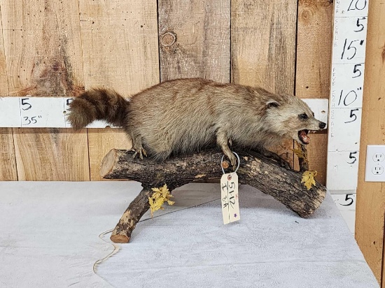 Vintage Cinnamon Phase Raccoon Full Body Taxidermy Mount
