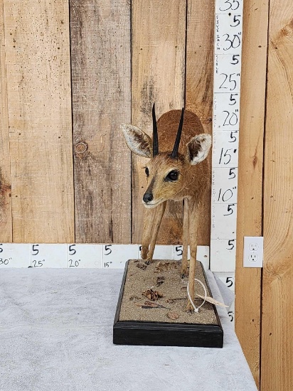 African Duiker Full Body Taxidermy Mount