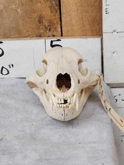 Black Bear Skull Taxidermy