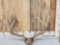 Big Mule Deer Antlers On Plaque