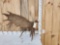 Gorgeous Alaskan Moose Self Standing Shed Antler