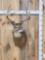 5x5 Whitetail Shoulder Mount Taxidermy