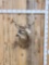 4x4 Whitetail Shoulder Mount Taxidermy