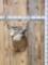 Main Frame 5x5 Whitetail Shoulder Mount Taxidermy