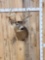 5x5 Whitetail Shoulder Mount Taxidermy