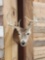 4x4 Whitetail Shoulder Mount Taxidermy