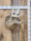 5x5 Whitetail Shoulder Mount Taxidermy