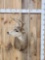 3x3 Mule Deer Shoulder Mount Taxidermy