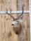 4x4 Mule Deer Shoulder Mount Taxidermy