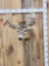 5x5 Whitetail Shoulder Mount Taxidermy