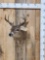 4x4 Coues Deer Taxidermy Mount