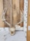 5x5 Mule Deer Antlers On Skull Plate