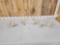 Group Of 4 Whitetail Shed Antlers