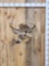 5x5 Whitetail Shoulder Mount Taxidermy