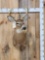 4x4 Whitetail Shoulder Mount Taxidermy