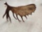 Giant Alaskan Self Standing Moose Shed Antler