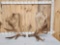 Set Of 36 Lbs Alaskan Moose Antlers