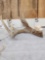 Wild Main Frame 4 Point Whitetail Shed Antler