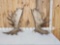 Set Of 35.6 Lbs Alaskan Moose Shed Antlers