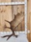 Nice 13.7 Lbs Self Standing Alaskan Moose Shed Antler