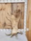 19.3 Lbs Alaskan Moose Shed Antler