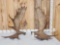 30.4 Lbs Set Of Alaskan Moose Antlers