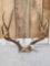 4x5 Mule Deer Antlers On Skull Plate