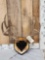 5X5 Mule Deer Antlers On Plaque