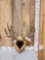 5x5 Mule Deer Antlers On Plaque