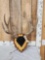 5x5 Mule Deer Antlers On Plaque