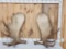 Massive 44.9 Lbs Set Of Alaskan Moose Shed Antlers