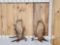 Set Of 15.8 Lbs Alaskan Moose Shed Antlers