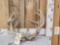 2 Sets Of Locked Whitetail Antlers On Skull Plates
