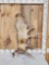 17.6 Lbs Alaskan Moose Shed Antler