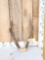 Rusa Deer Antlers On Skull Plate