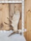 17.7 Lbs Alaskan Moose Shed Antler