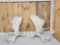 33.2 Lbs Set Of Alaskan Moose Shed Antlers