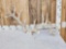 Big 200 Class Whitetail Antlers On Skull Plate