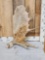 9.2 Lbs Moose Shed Antler