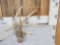 5 Point Whitetail Shed Antler With Droptine