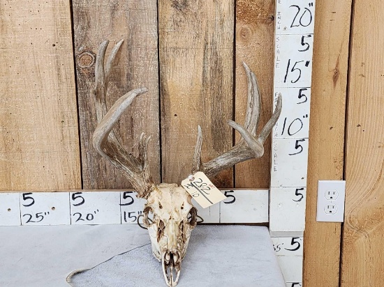 Heavy Mass Freak Whitetail Antlers On Skull
