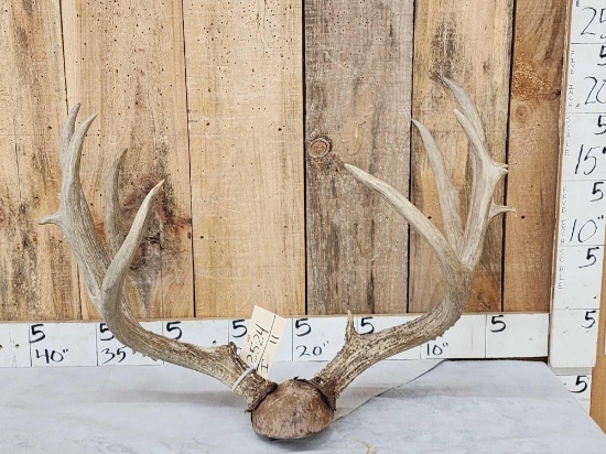 Big Mule Deer Antlers On Plaque