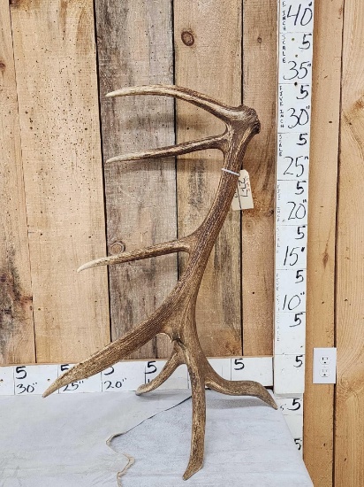 7 Point Wild Montana Self Standing Elk Shed Antler