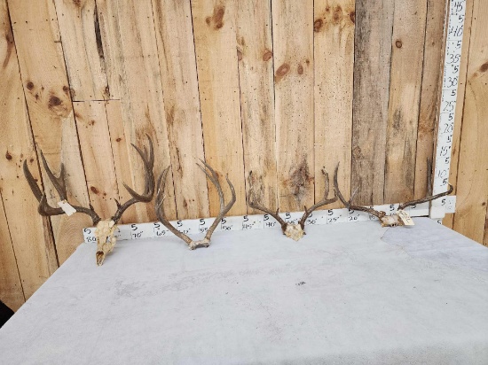 4 Sets Of Mule Deer Antlers On Skull Plate