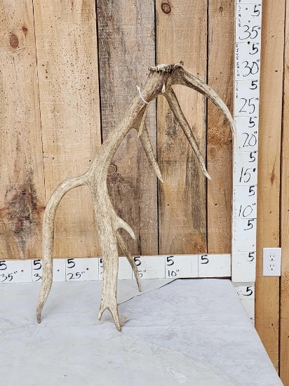 8 Point Self Standing Elk Shed Antler