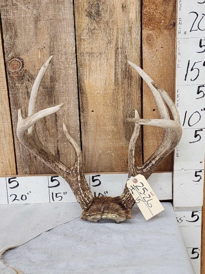 HEAVY MASS Wild 4x4 Whitetail Antlers On Skull Plate