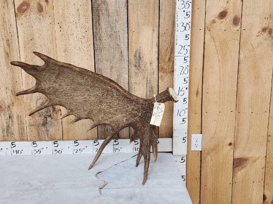 Gorgeous Alaskan Moose Self Standing Shed Antler