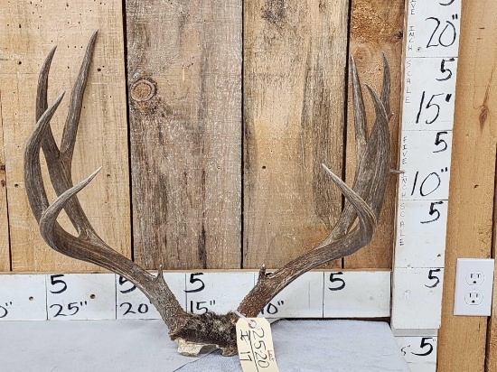 5x5 Mule Deer Antlers On Skull Plate